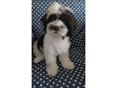 MALSHIPOO PUPPIES - Image 2