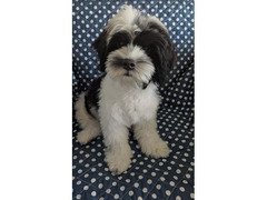 MALSHIPOO PUPPIES - Image 4